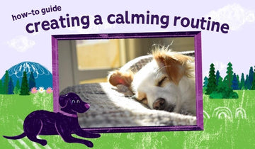 Creating a Calming Routine for Pets