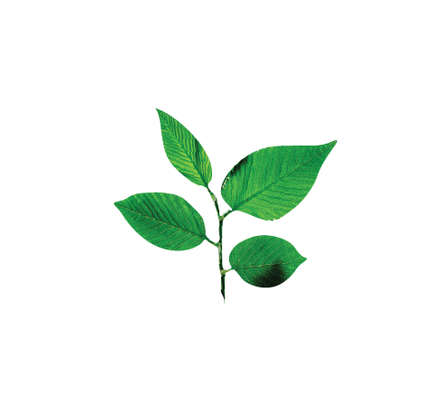 Slippery Elm