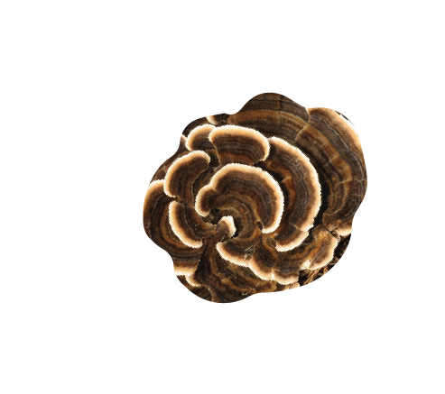 Turkey Tail