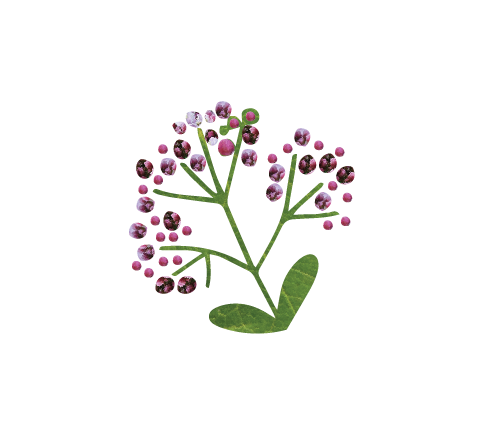 Valerian Root