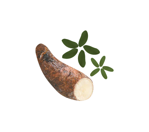 Yucca