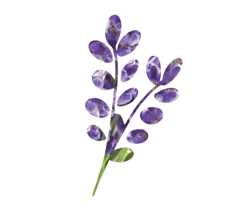Lavender