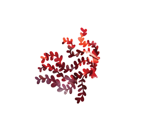 Astaxanthin