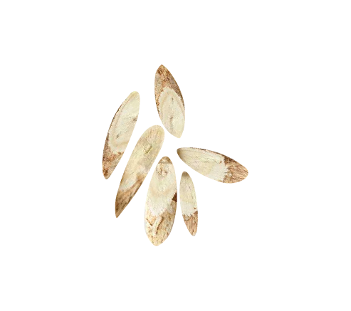 Astragalus