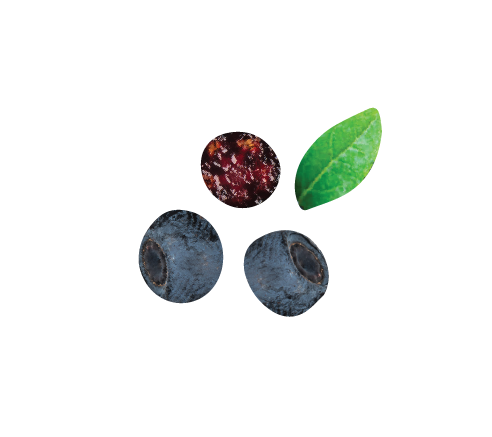 Bilberry