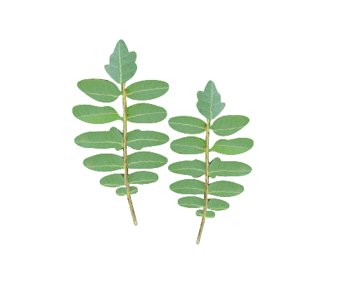 Boswellia