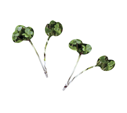 Broccoli sprouts