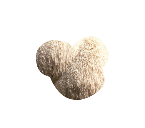 Lion's Mane