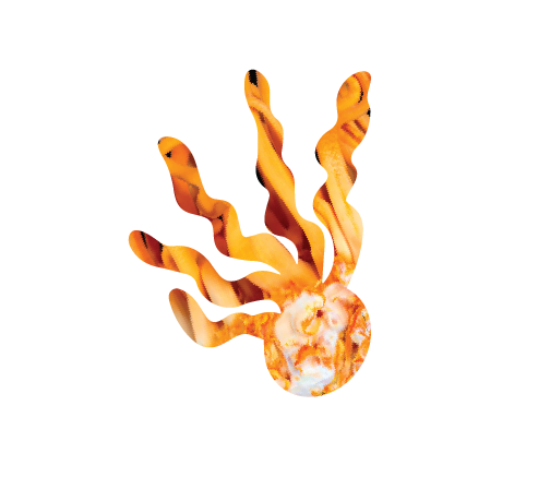 Cordyceps Mushroom
