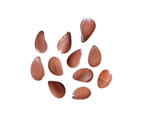Flaxseed