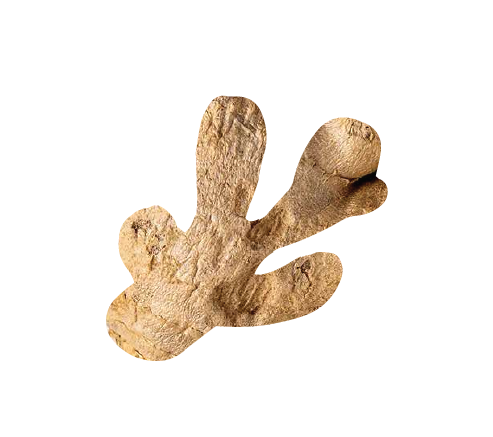 Ginger
