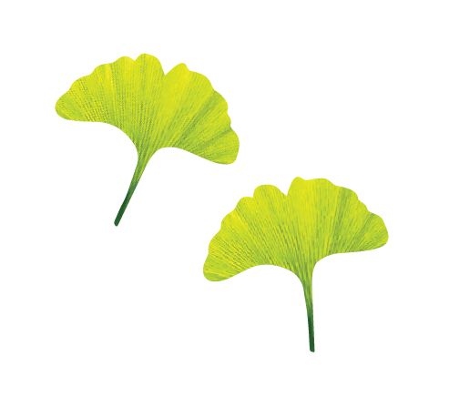 Ginkgo Biloba