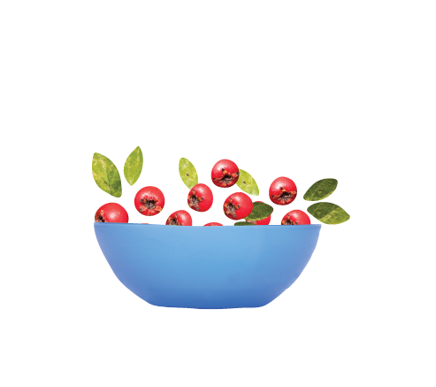 Hawthorn berry