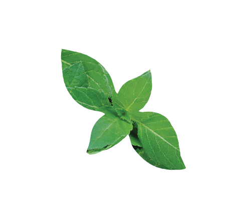 Holy Basil