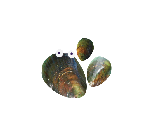 New Zealand Green Lipped Mussel