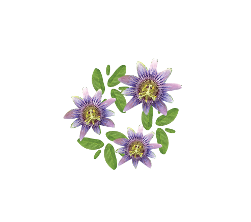 Passionflower