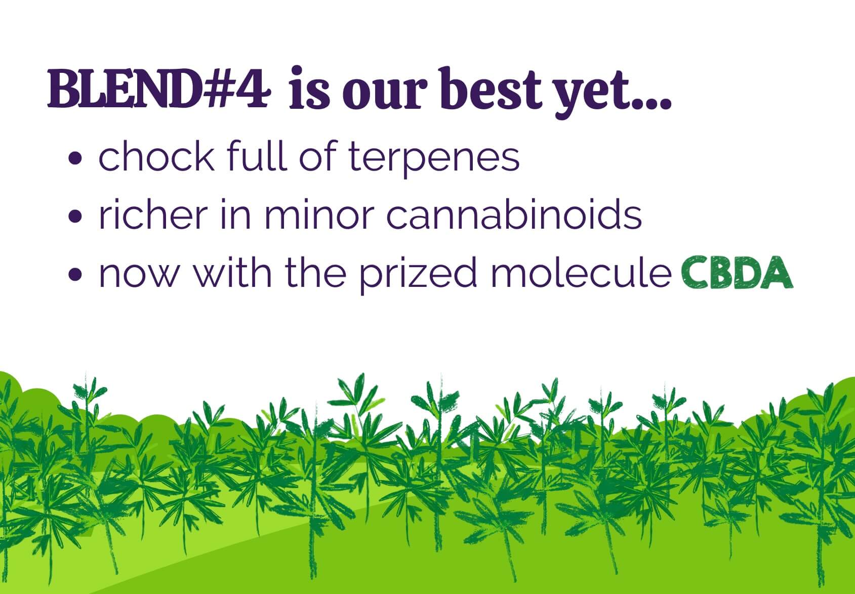 Blend#4 broad spectrum hemp extract is chock full of terpenes, rich in minor cannabinoids, and includes the prized molecule from raw hemp - CBDA