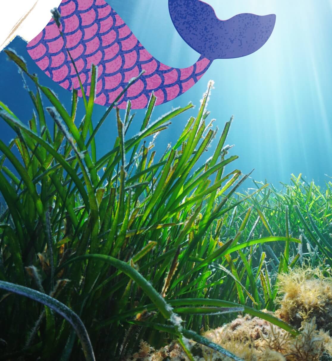 Marine algae provides helpful omega fatty acids.