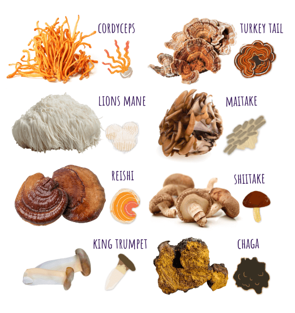 Mushrooms for Dog and Cat supplements, all natural small batch Codyceps, Lion's Mane, Reishi, King Trumpet, Turkey Tail, Maitake, Shiitake, Chaga