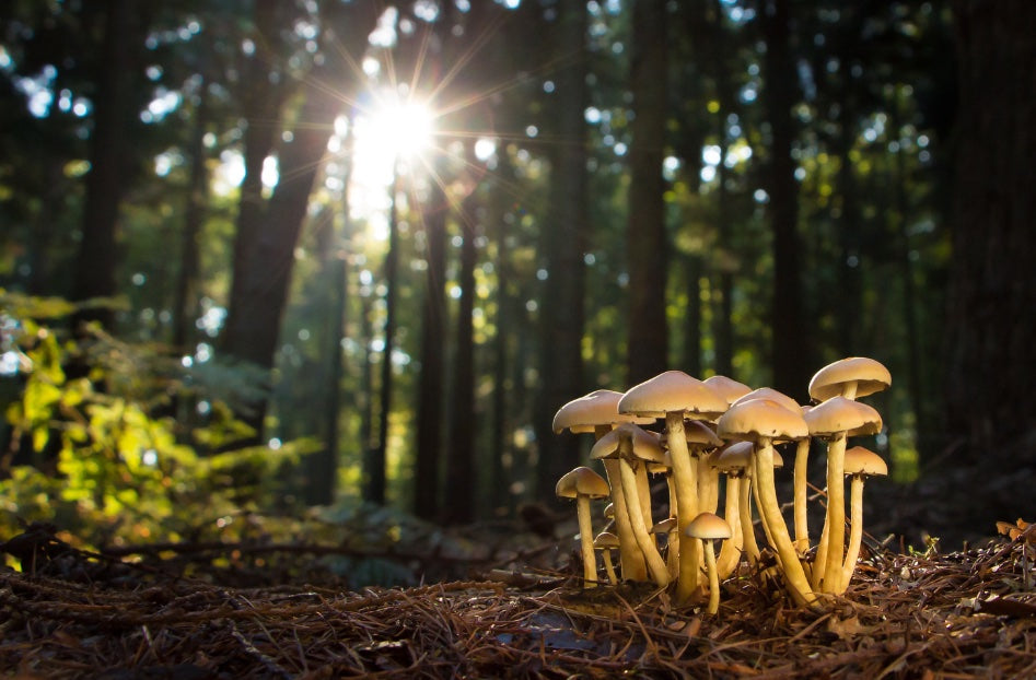 Organic mushrooms for cat and dog natural wellness support, small batch supplements