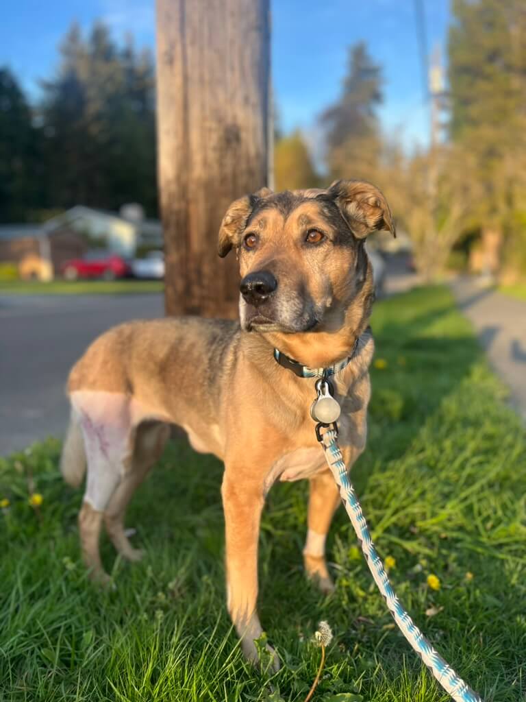 Mushrooms for Senior Dogs: Cognitive and Mobility Support