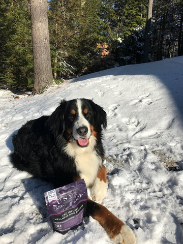 CBD for dogs that dig