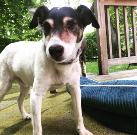 CBD for dogs with pain and sleep issues