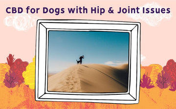 CBD for hip & joint pain dogs