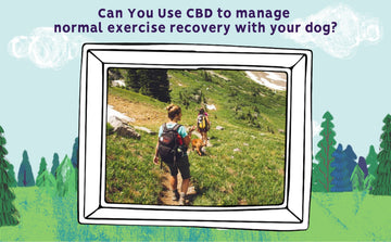 cbd for exercise recovery with your dog