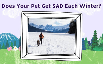 Does Your Pet Get SAD Each Winter?