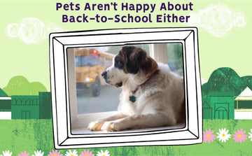 Back to School Stress for dogs