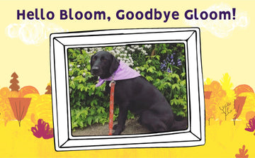 Hello Bloom, Goodbye Gloom!