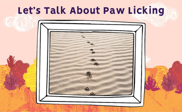 Let’s Talk About Paw Licking