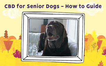 cbd for senior dogs, photo of a senior dog looking happy