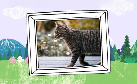 cbd oil for cats