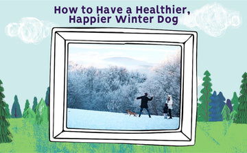 How to Have a Healthier, Happier Winter Dog