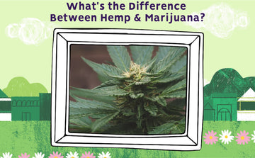 What's the Difference Between Hemp & Marijuana?