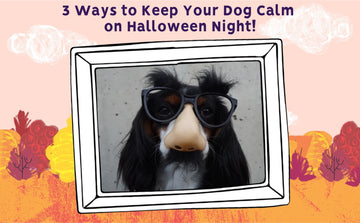 3 Ways to Keep Your Dog Calm on Halloween Night!