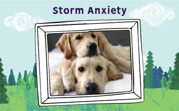 How to help your pet stay calm during a storm with CBD.