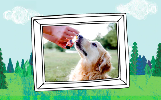 How to Use CBD for Dogs