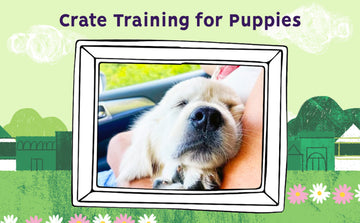 Puppy Parent Guide: Crate training