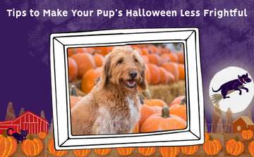 Preparing Your Pups for Halloween