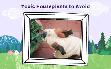 Toxic Houseplants