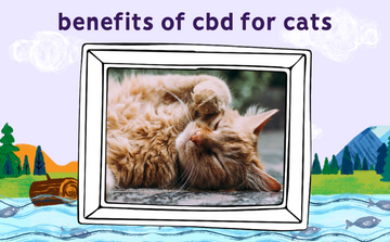 The benefits of CBD supplements for our feline friends