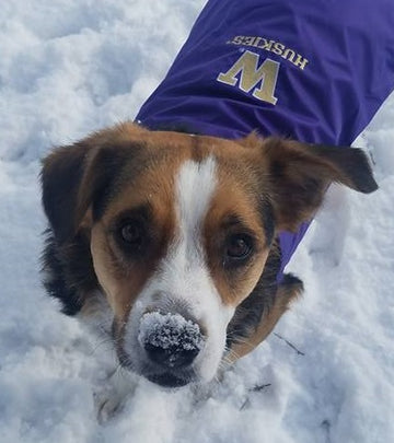 Martini the pup in snow