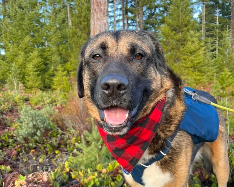 3 Systems That Keep Senior Dogs Thriving