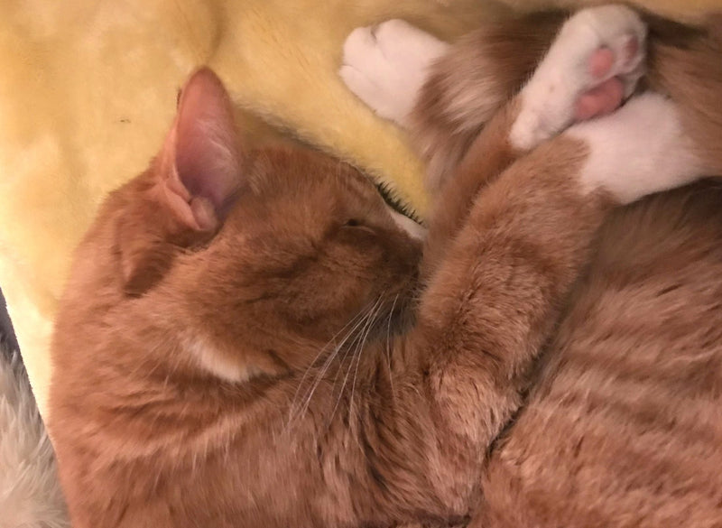 Why We Formulate Differently for Cats
