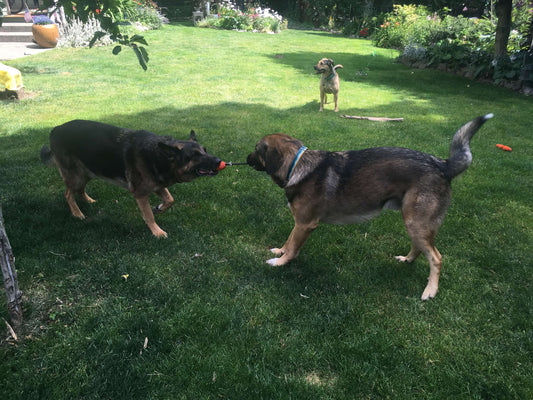 How I Prep My Dogs for Busy Weeks