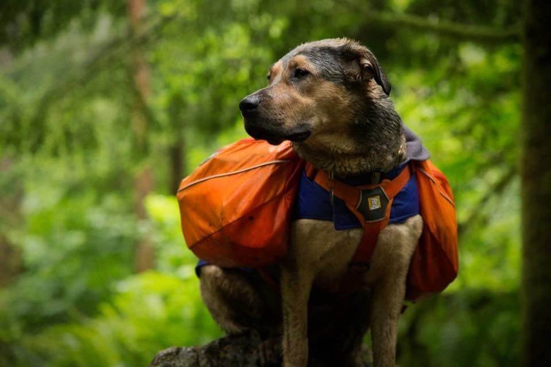 Are Mushrooms Safe for Dogs? What Pet Parents Should Know