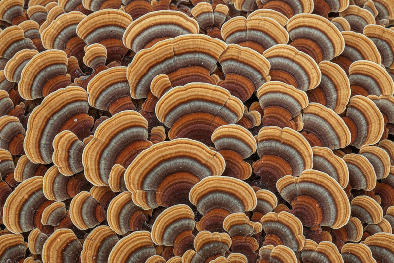 Why Turkey Tail Is a Non-Negotiable in My Dog's Routine